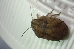 Pachycorinae