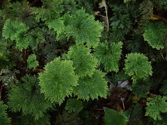 Dendrohypopterygium filiculiforme