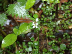 Cardamine forsteri