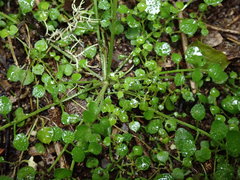 Cardamine forsteri