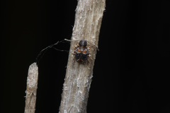 Ptinus medioglaber
