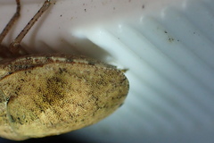 Pachycorinae