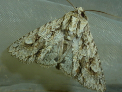 Meganephria bimaculosa