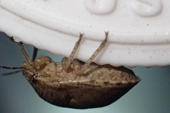 Pachycorinae