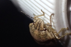 Pachycorinae