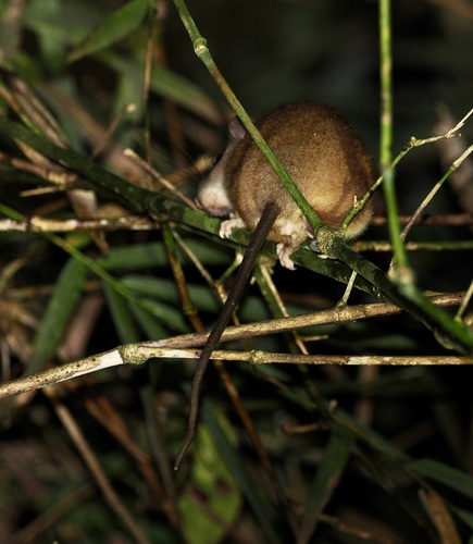 Melomys rufescens observed 2025-07-15