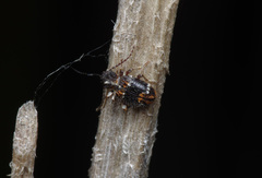 Ptinus medioglaber