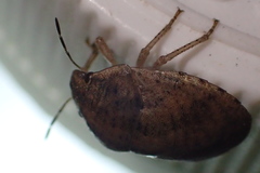 Pachycorinae