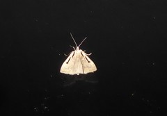 Scoparia rotuella