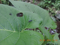 Amblyscarta ruficeps