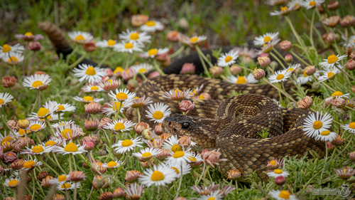 Western Black-tailed Rattlesnake, Veracruz, MX, photo 6 of 10