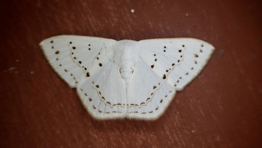 Teldenia seriata