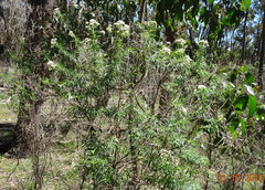 Ozothamnus ferrugineus