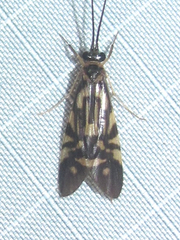 Macrostemum carolina