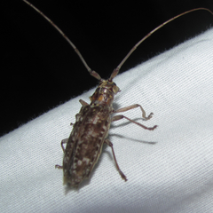 Monochamus carolinensis