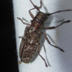 Monochamus carolinensis