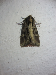 Trigonophora jodea