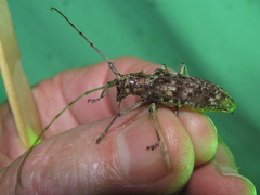 Monochamus carolinensis