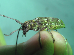 Monochamus carolinensis