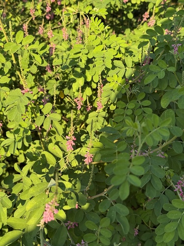 False indigo (Indigofera bungeana)