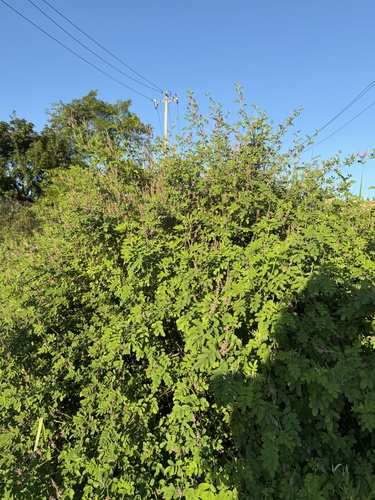 Indigofera bungeana, photograph 3