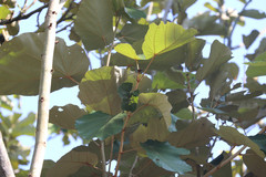Pterospermum acerifolium