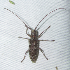 Monochamus carolinensis