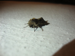 Trigonophora jodea