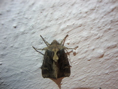 Trigonophora jodea