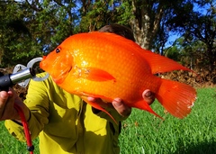 Amphilophus citrinellus