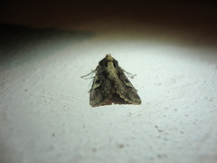 Trigonophora jodea