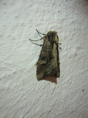 Trigonophora jodea