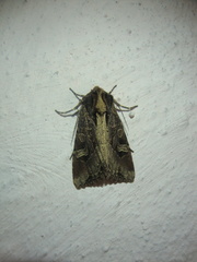 Trigonophora jodea