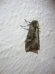 Trigonophora jodea