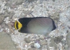 Chaetodon decussatus