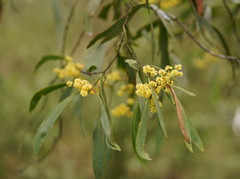 Acacia obliquinervia