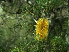 Banksia collina