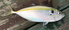Selaroides leptolepis