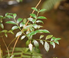 Atherospermataceae