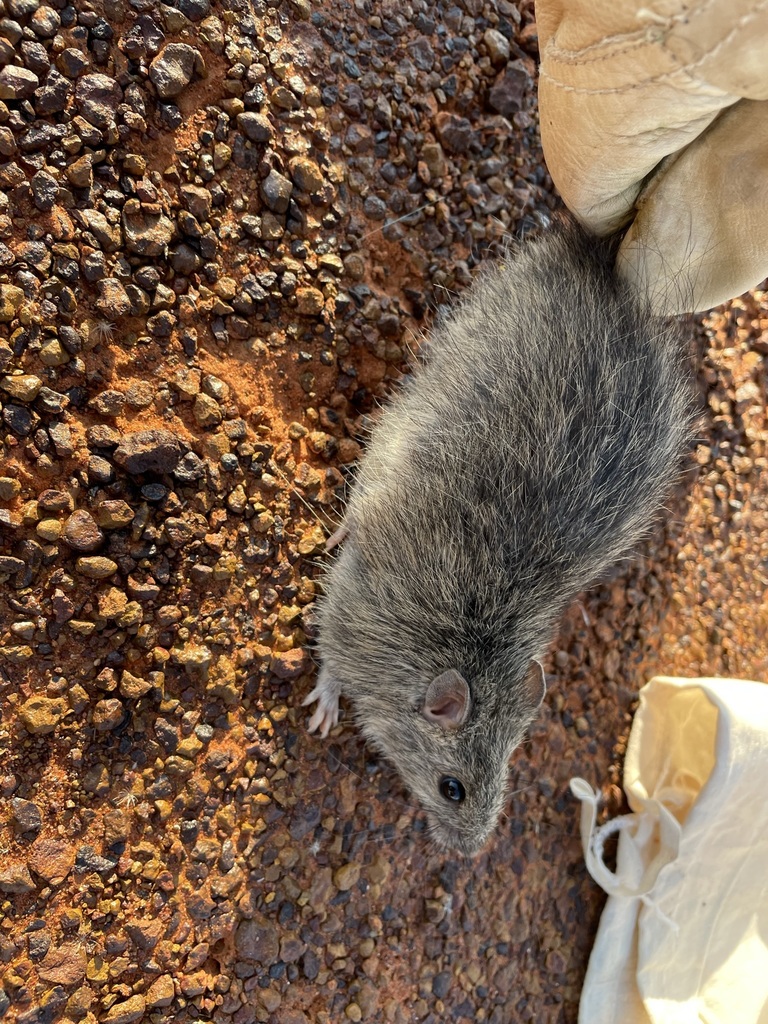 Long-haired rat