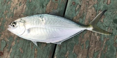 Caranx