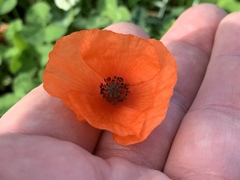 Papaver rhoeas