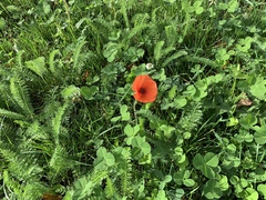 Papaver rhoeas