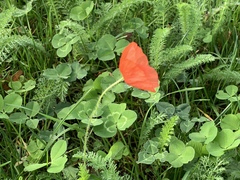 Papaver rhoeas