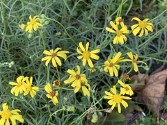 Senecio inaequidens