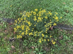 Senecio inaequidens