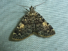 Idia calvaria