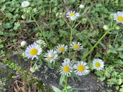 Erigeron annuus