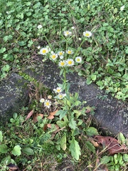 Erigeron annuus