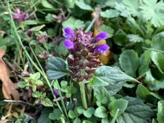 Prunella vulgaris